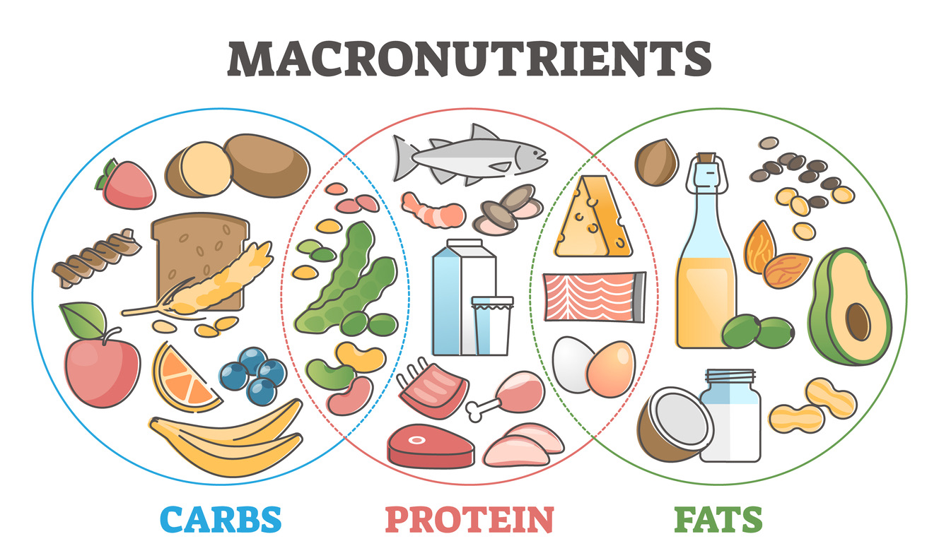 What are Macros? And Why It's Essential to Track Them